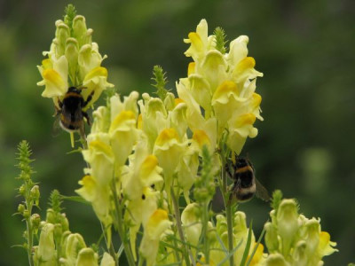 hummeln_an_linaria.jpg