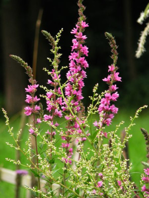 lythrum_artemisia.jpg