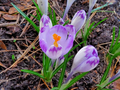 Crocus heuffelianus ex Colin Mason.jpg