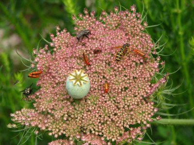 volksfest_auf_daucus.jpg