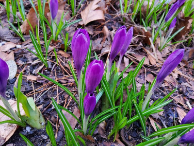 Crocus heuffelianus Michael's Purple.jpg
