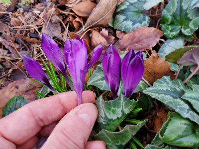 Crocus heuffelianus Dark Eyes vs. Michael's Purple.jpg