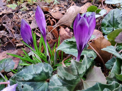 Crocus heuffelianus Dark Eyes.jpg