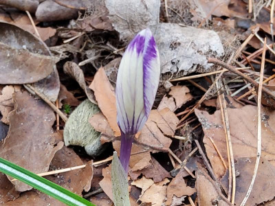 Crocus tommasinuanus violette Auslese.jpg