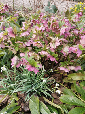 Helleborus 20240224.jpeg