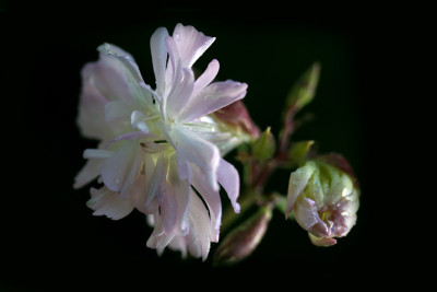 Saponaria.jpg