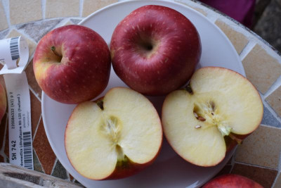 Fräulein Apfel 001.JPG