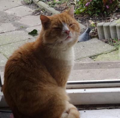 garfield03.jpg