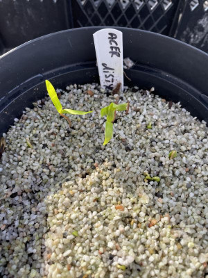 Acer distylum Keimung Februar 2024.jpg