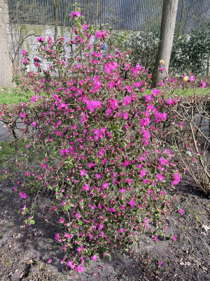 Rhododendron Ostara Februar 2024.jpg