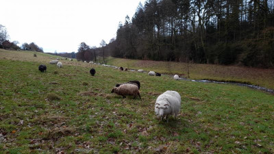 IMG-20240225-WA0010.jpeg
