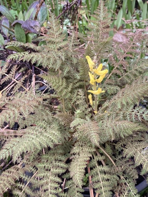 Corydalis cheilanthifolia.JPG
