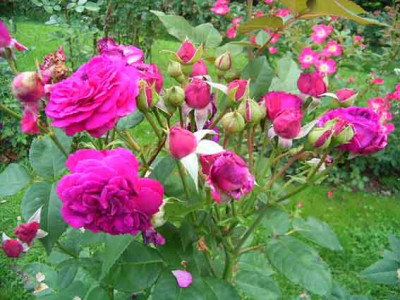 BBB_2009_Nr105_Juli1.JPG
