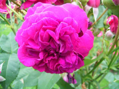 BBB_2009_Nr105_Juli2.JPG