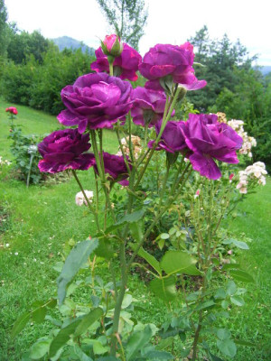 BBB_2009_Nr115_Juli.JPG