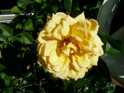 06_09_2004_Barock.JPG