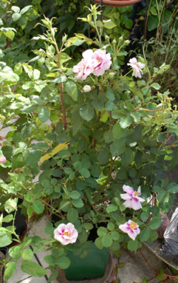 Pejambigeye_0011__32698.jpg