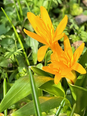 2024-02-26 Colchicum luteum  frei.jpg