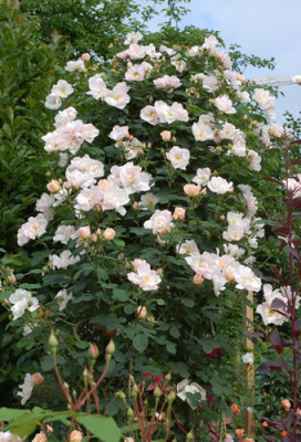 Shropshire_Lass_0012__H_27538.jpg