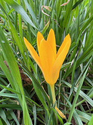 2024-02-26 Crocus im Grünen 2.jpg