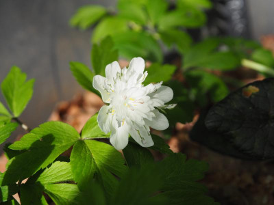Anemone nemorosa 'Salt and Pepper' P4270036.JPG