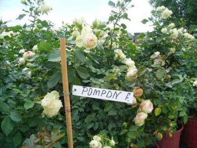 pomponFC_schild.JPG