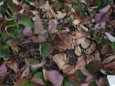 Erdbeeren_20240227.jpg
