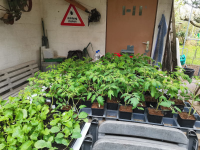 Terrasse Tomaten.jpeg