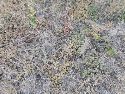 Sedum album.jpeg