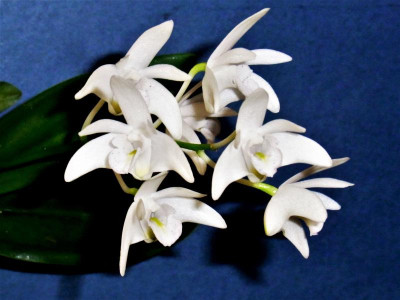 Dendrobium kingianum_RIMG1786.JPG
