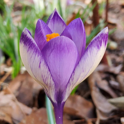 Crocus tommasinuanus violette Auslese 3.jpg