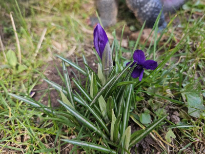 Crocus und Viola in Blauviolett 20240227_143625.jpg