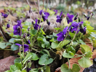 Viola Odorata 'Baronne Alice de Rothschild' 20240225_151905.jpg