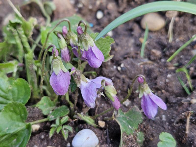 Viola rosafarbener Sämling 20240227_143731.jpg