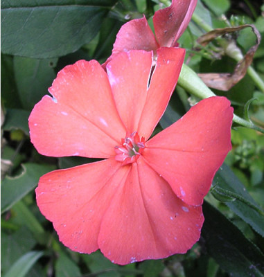 lychnis.jpg