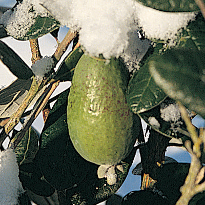 nikkitapineappleguava_2000x2000.jpg
