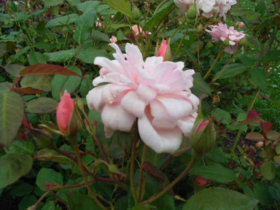 BBG_Perle_d_Or_1.JPG