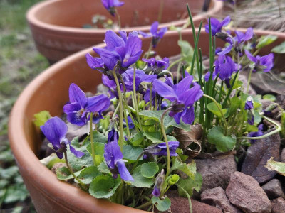 Viola Königin Charlotte 20240227_143910.jpg