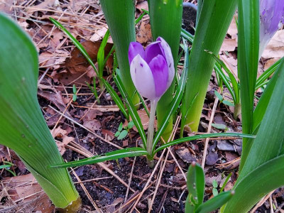 Crocus heuffelianus ex Poland.jpg