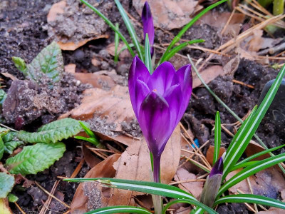 Crocus heuffelianus National Park.jpg