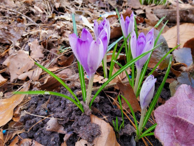 Crocus heuffelianus Taavi #3.jpg
