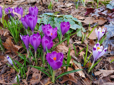 Crocus heuffelianus Snow Princess&Michael's Purple.jpg