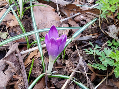 Crocus heuffelianus Dark Eyes vermutl.jpg