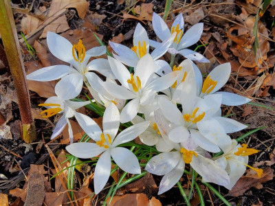 Crocus tommasinianus Albus.jpg