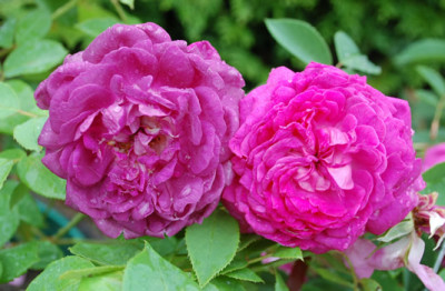 Reine_de_Violettes_Vergleich_33820_86.jpg