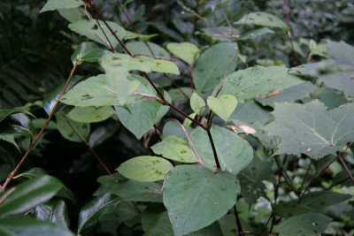 KnoterichIMG_2551jpg.jpg