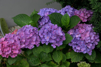 Hortensien0308.jpg