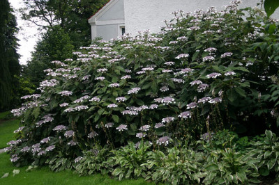Hortensien2708.jpg