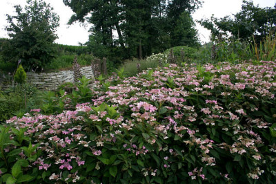 Hortensien2308.jpg
