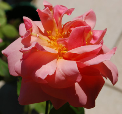 Belle_Cuivree_0010_DSC_2847.jpg